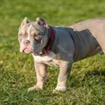 American Bully – Dog Breed Latest Information 2023