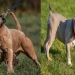 American Bully Size Chart – Growth & Weight Chart