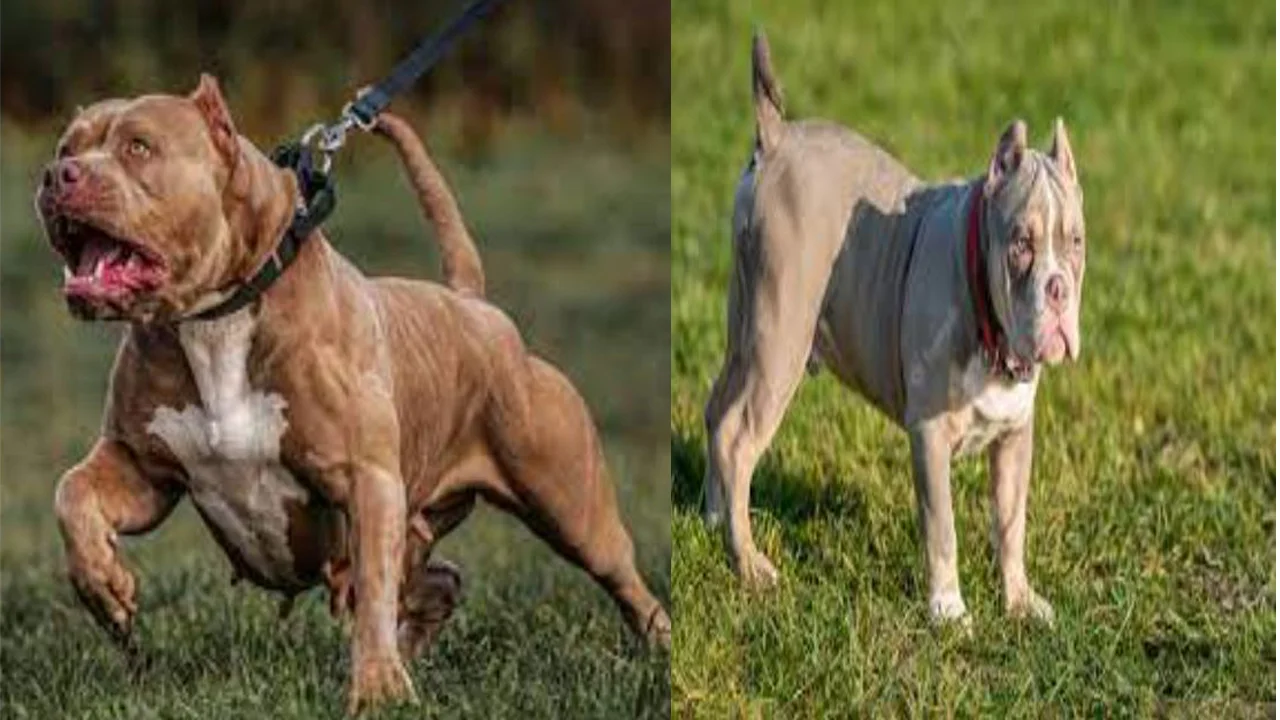 American bully size chart