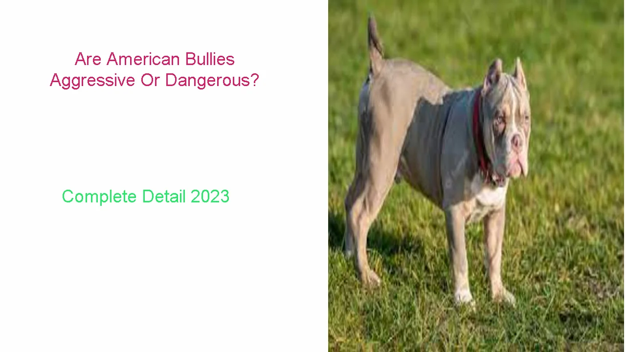 Are American Bullies Aggressive Or Dangerous