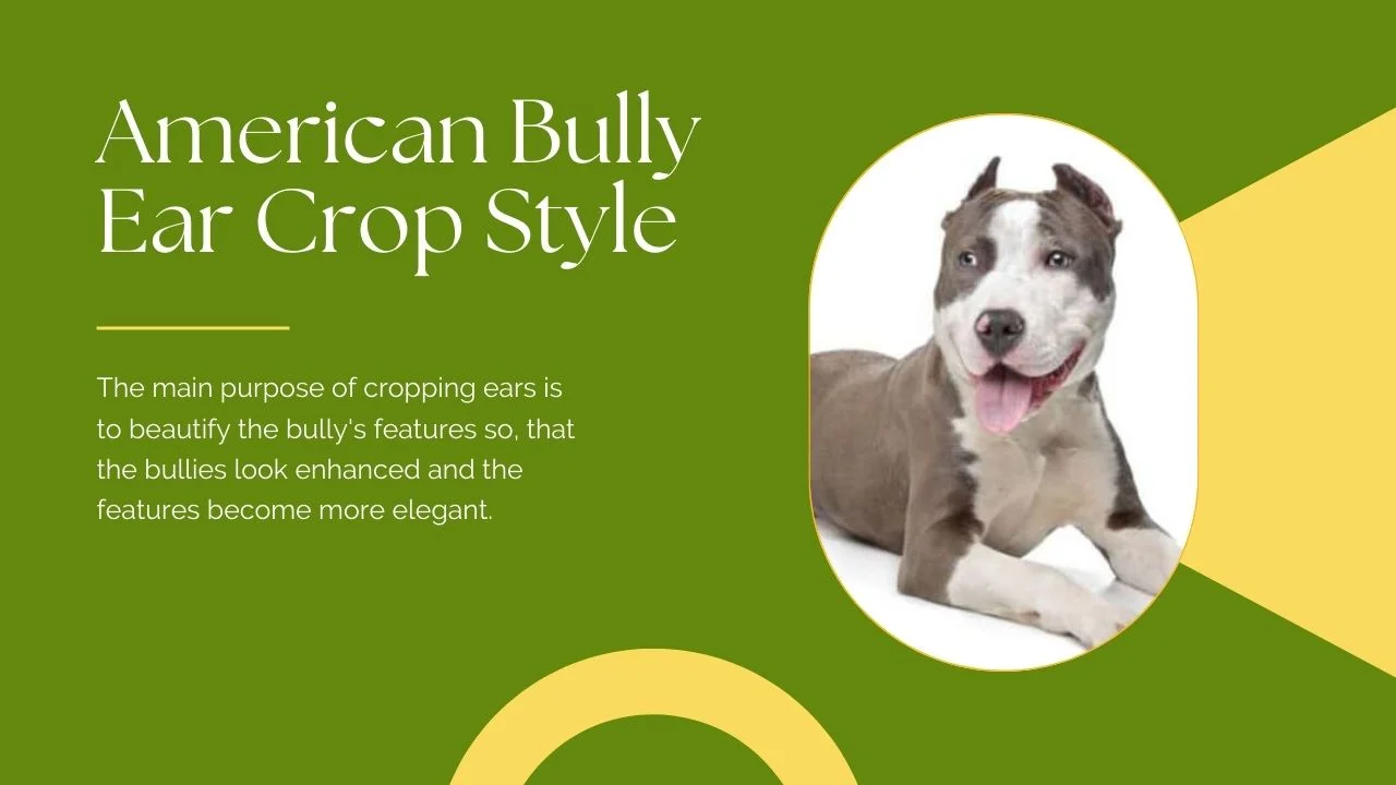 American Bully Ears cut style and facts
