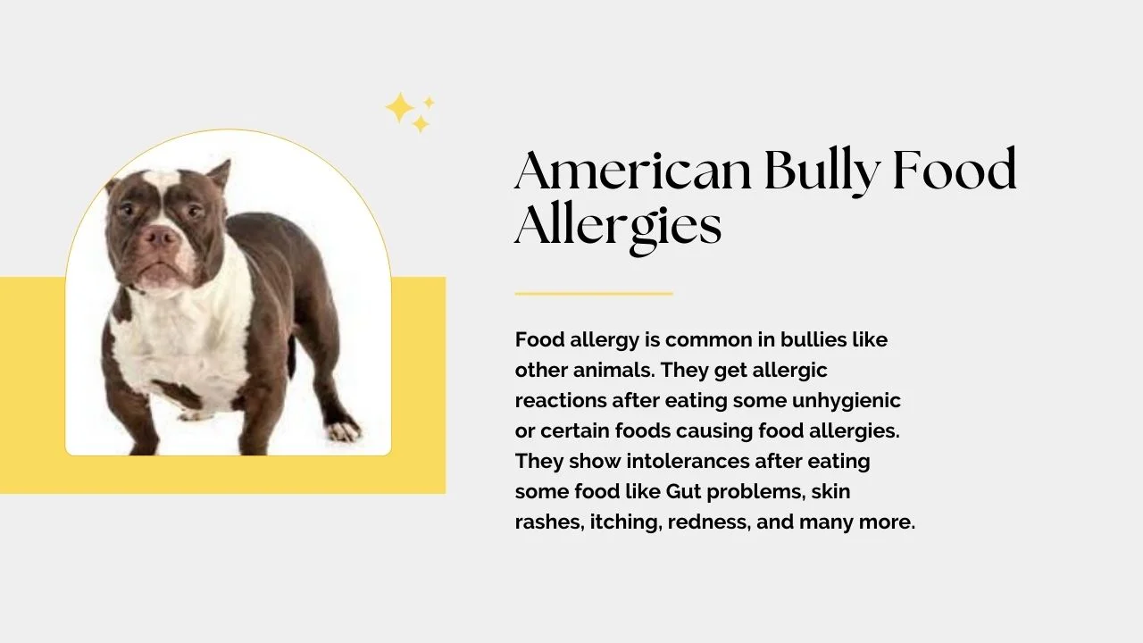 American Bully Food Allergies