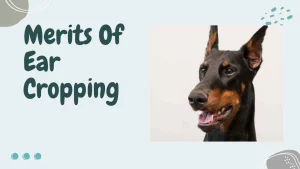 Merits And Demerits Of Ear Cropping