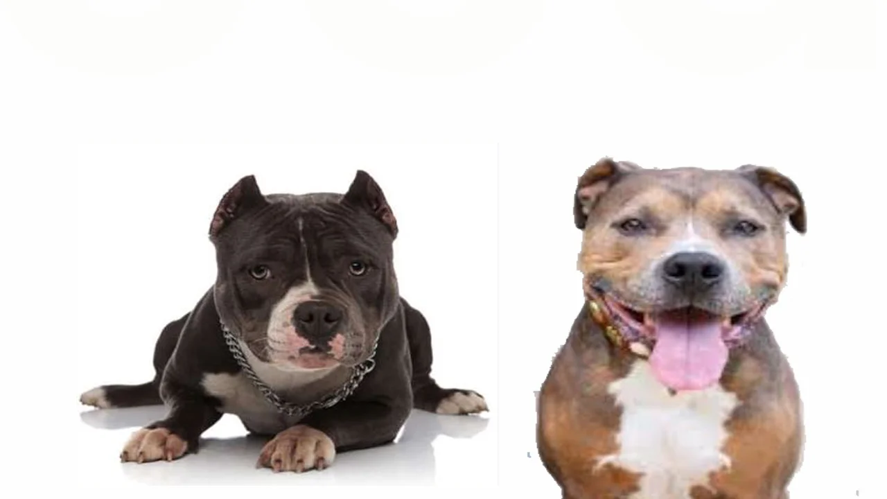 Bully Breed Dogs