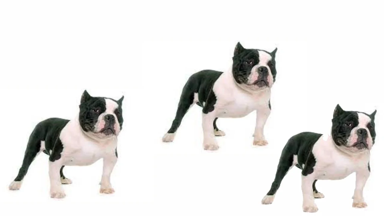 How To Potty Train An American Bully Puppy?
