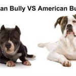 American Bully VS American Bulldog