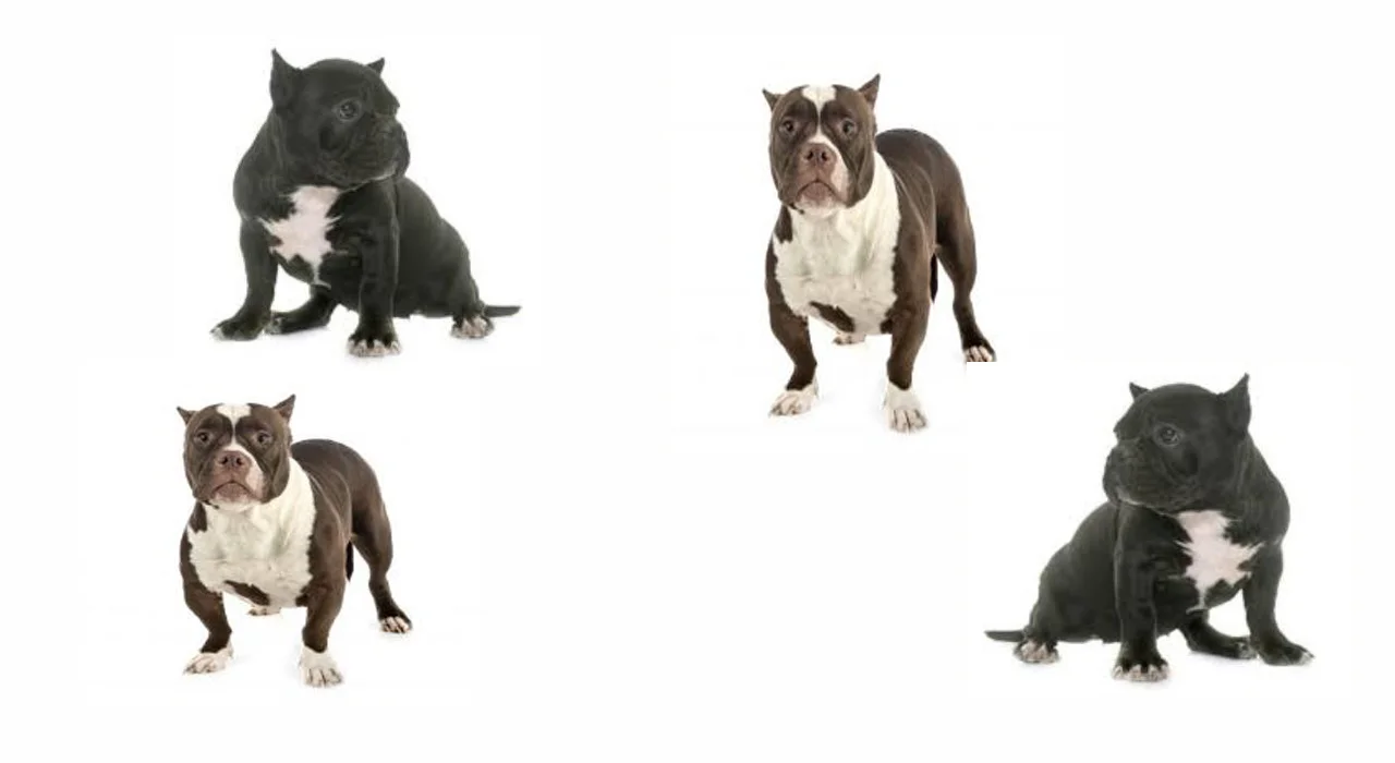 How To Train An American Bully Puppy